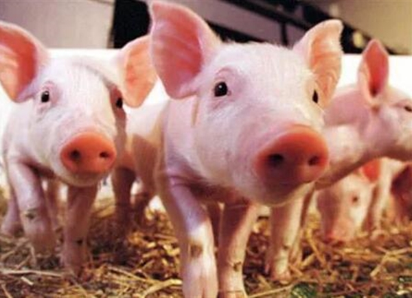猪价上涨，面对疫情压力和市场诱惑，养殖户该如何抉择？